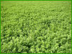Picture of alfalfa.
